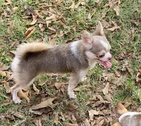 Gray, a male Chihuahua for sale in New Orleans, LA – Photo 3 of 3