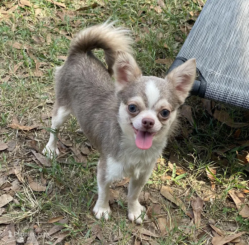Gray – Chihuahua puppy for sale in New Orleans, LA