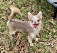 Gray, a male Chihuahua for sale in New Orleans, LA – Photo 2 of 3