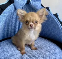 Memphis, a male Chihuahua for sale in New Orleans, LA – Photo 3 of 4