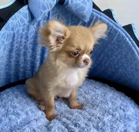 Memphis, a male Chihuahua for sale in New Orleans, LA – Photo 4 of 4