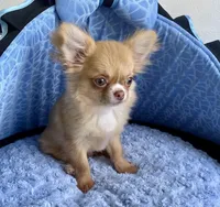 Memphis, a male Chihuahua for sale in New Orleans, LA – Photo 2 of 4