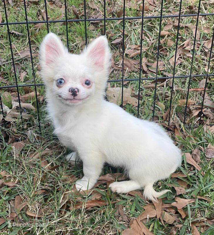 Lennox – Chihuahua puppy for sale in New Orleans, LA