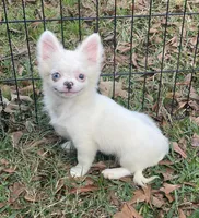 Lennox, a male Chihuahua for sale in New Orleans, LA – Photo 1 of 4