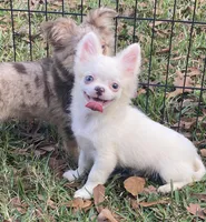 Lennox, a male Chihuahua for sale in New Orleans, LA – Photo 2 of 4