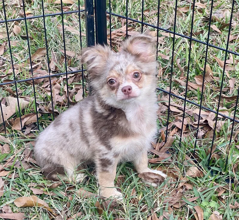 Gator – Chihuahua puppy for sale in New Orleans, LA