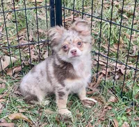 Gator, a male Chihuahua for sale in New Orleans, LA – Photo 1 of 4