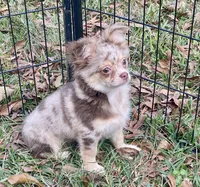 Gator, a male Chihuahua for sale in New Orleans, LA – Photo 4 of 4
