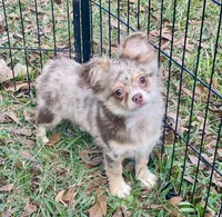 Gator, a male Chihuahua for sale in New Orleans, LA – Photo 3 of 4