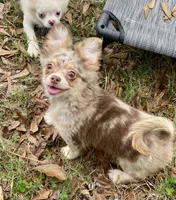 Gator, a male Chihuahua for sale in New Orleans, LA – Photo 2 of 4