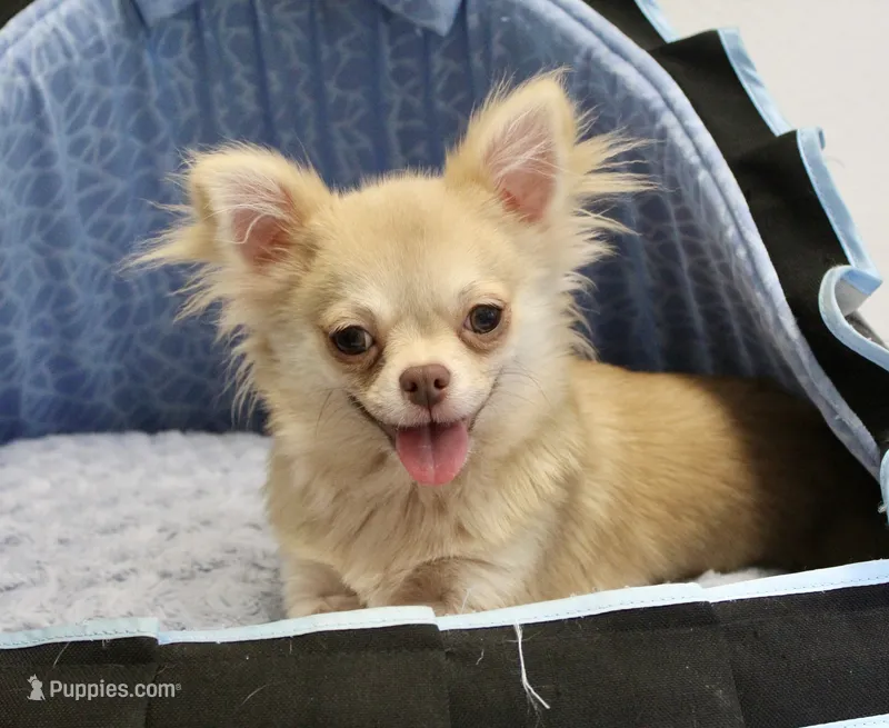 Chip – Chihuahua puppy for sale in New Orleans, LA