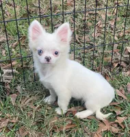 Lennox, a male Chihuahua for sale in New Orleans, LA – Photo 4 of 4