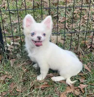 Lennox, a male Chihuahua for sale in New Orleans, LA – Photo 3 of 4