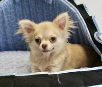 Chip, a male Chihuahua for sale in New Orleans, LA – 2 of 3