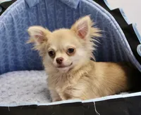 Chip, a male Chihuahua for sale in New Orleans, LA – 3 of 3