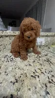 Caramelo , a male Poodle - Miniature  for sale in Gore, VA – 8 of 9