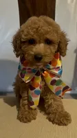 Little cupcake, a female Poodle - Miniature  for sale in Gore, VA – 7 of 9
