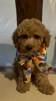 Little cupcake, a female Poodle - Miniature  for sale in Gore, VA – 8 of 9