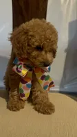 Little cupcake, a female Poodle - Miniature  for sale in Gore, VA – 6 of 9