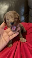 Milo, a male Poodle - Miniature  for sale in Gore, VA – 3 of 4
