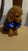King, a male Poodle - Miniature  for sale in Gore, VA – 2 of 7