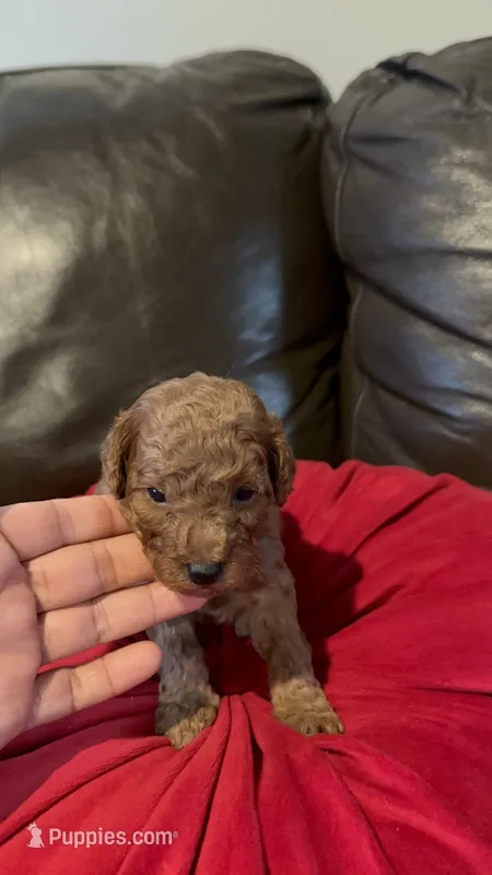 Milo – Poodle - Miniature  puppy for sale in Gore, VA