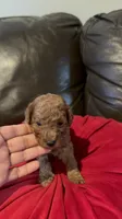 Milo, a male Poodle - Miniature  for sale in Gore, VA – 1 of 4