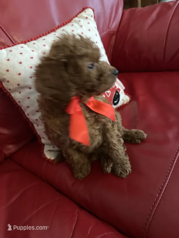 Milo – Poodle - Miniature  puppy for sale in Gore, VA