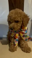 Little cupcake, a female Poodle - Miniature  for sale in Gore, VA – 4 of 9