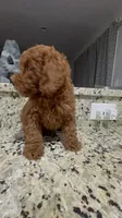 Caramelo , a male Poodle - Miniature  for sale in Gore, VA – 3 of 9