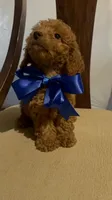 King, a male Poodle - Miniature  for sale in Gore, VA – 7 of 7