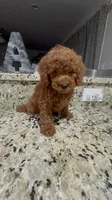 Caramelo , a male Poodle - Miniature  for sale in Gore, VA – 9 of 9