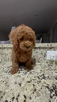Caramelo , a male Poodle - Miniature  for sale in Gore, VA – 5 of 9