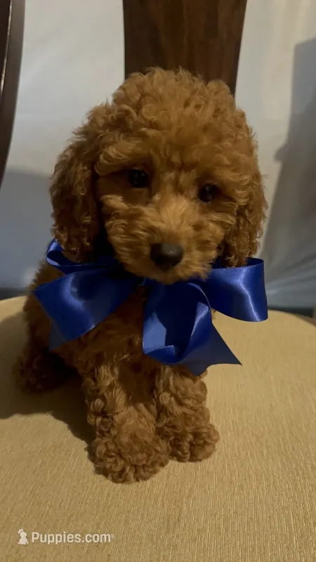 King – Poodle - Miniature  puppy for sale in Gore, VA