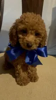 King, a male Poodle - Miniature  for sale in Gore, VA – 1 of 7