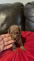 Milo, a male Poodle - Miniature  for sale in Gore, VA – 2 of 4