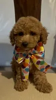 Little cupcake, a female Poodle - Miniature  for sale in Gore, VA – 9 of 9