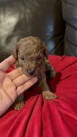 Milo, a male Poodle - Miniature  for sale in Gore, VA – 4 of 4