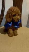 King, a male Poodle - Miniature  for sale in Gore, VA – 6 of 7