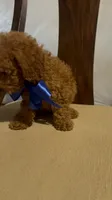 King, a male Poodle - Miniature  for sale in Gore, VA – 3 of 7