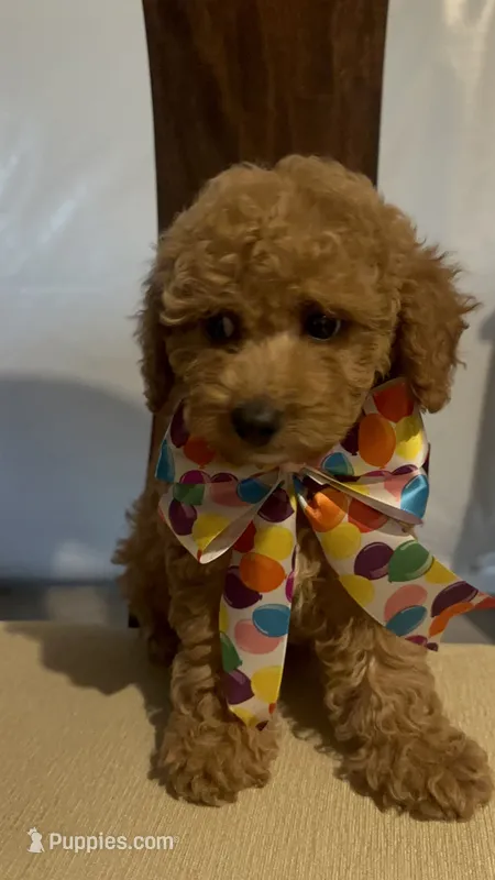 Little cupcake – Poodle - Miniature  puppy for sale in Gore, VA