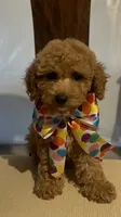 Little cupcake, a female Poodle - Miniature  for sale in Gore, VA – 3 of 9