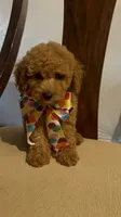 Little cupcake, a female Poodle - Miniature  for sale in Gore, VA – 2 of 9