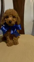 King, a male Poodle - Miniature  for sale in Gore, VA – 5 of 7