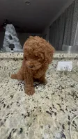 Caramelo , a male Poodle - Miniature  for sale in Gore, VA – 7 of 9