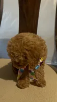 Little cupcake, a female Poodle - Miniature  for sale in Gore, VA – 5 of 9