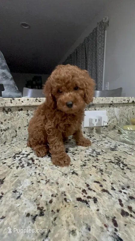 Caramelo  – Poodle - Miniature  puppy for sale in Gore, VA