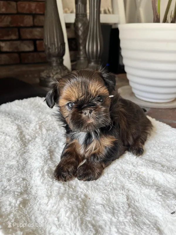 Cookie – Shih Tzu puppy for sale in Modesto, CA