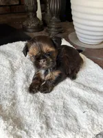 Cookie, a female Shih Tzu for sale in Modesto, CA – Photo 2 of 2