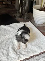 Oreo, a male Shih Tzu for sale in Modesto, CA – Photo 2 of 3